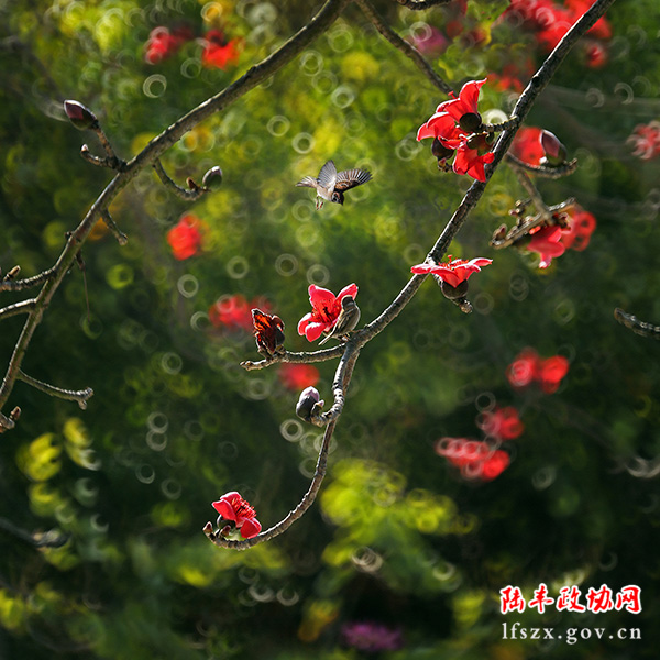 《鬧春》吳孝惠 攝