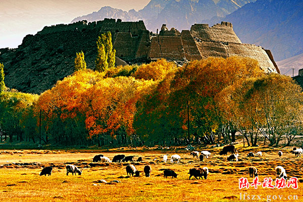 《秋牧》陳金波 攝