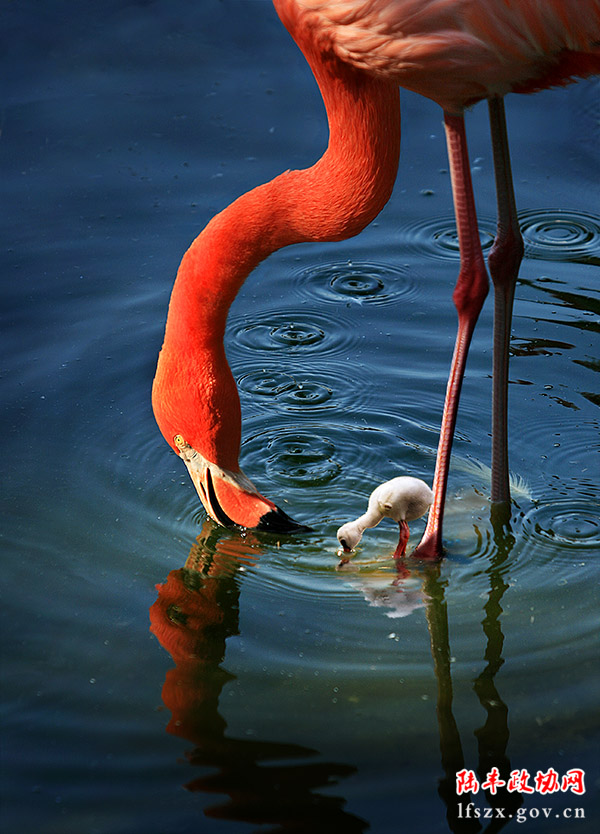 《愛意綿綿》吳建立 攝
